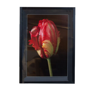 Seinapilt PICTURE LAND 50x70cm, tulp