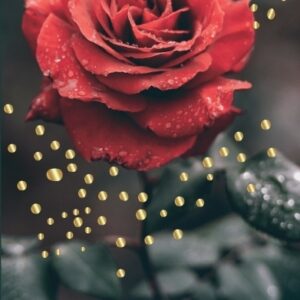 Õnnitluskaart Charlot Roosiga Tumeroheline